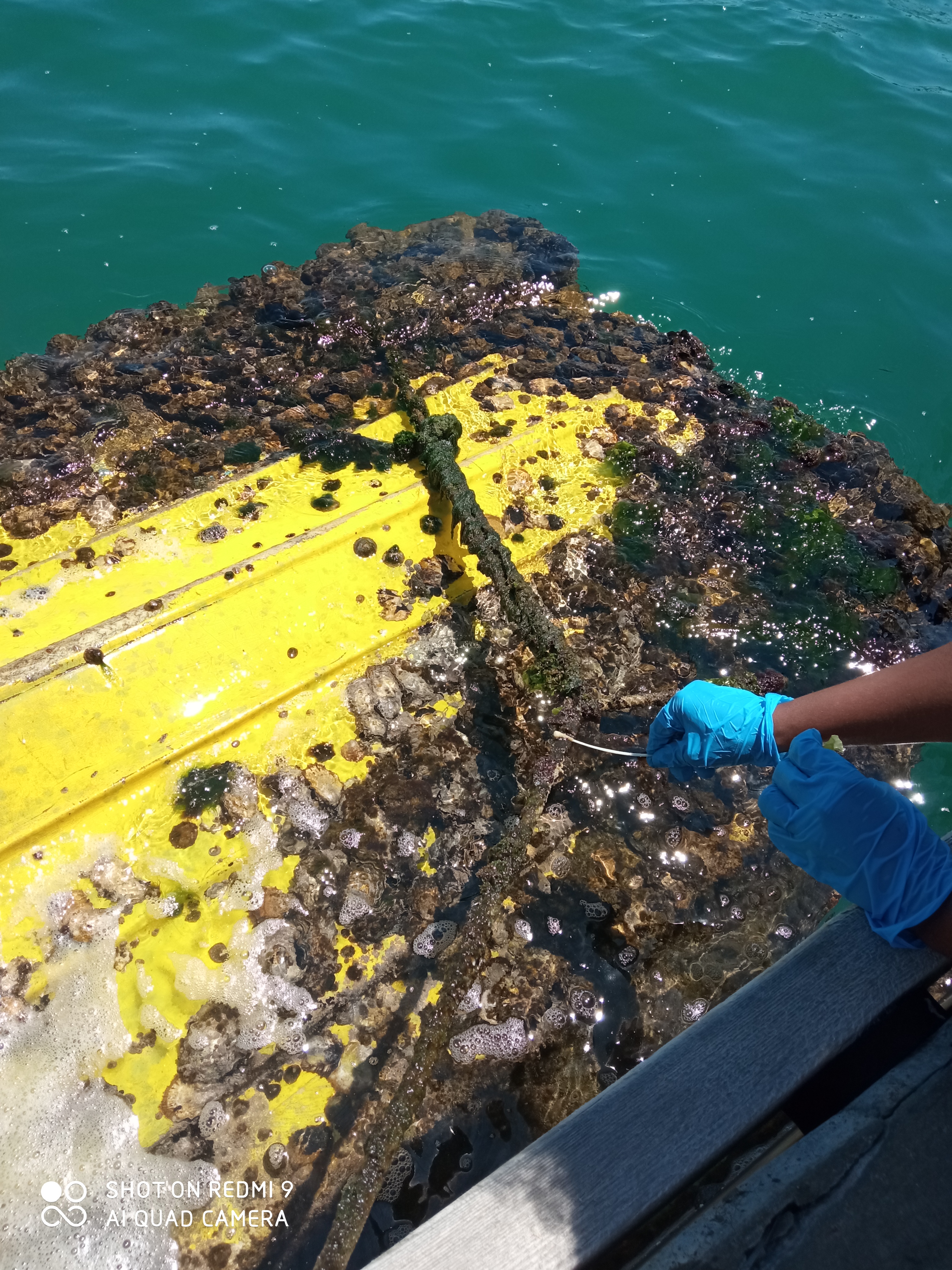 Spanish project targets ship emissions by turning port waste into bio-based anti-fouling materials